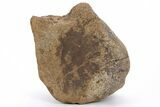 Fossil Triceratops Vertebra Centrum - Montana #210649-3